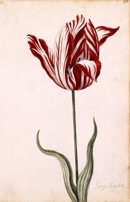 A drawing of the Semper Augustus tulip