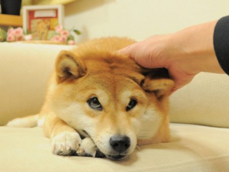 Shiba Inu dog looking sad, commonly known as Doge