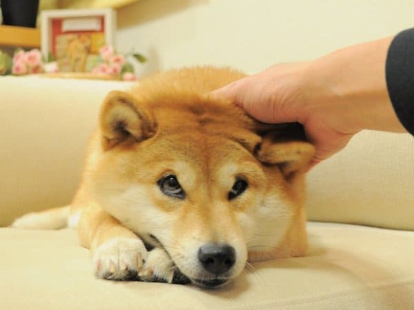 Shiba Inu Sad Doge Kabosu dog famouse meme
