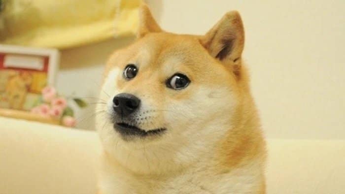 Doge staring at camera with a scared looking face