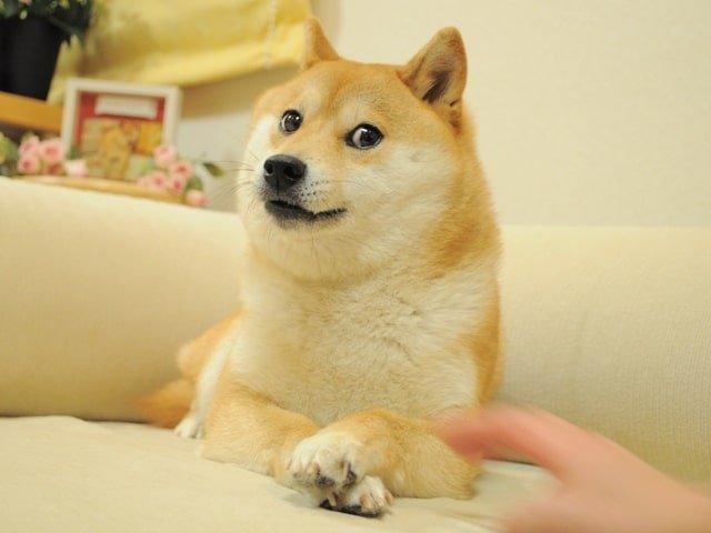 Doge meme nft of a Shiba Inu smirking