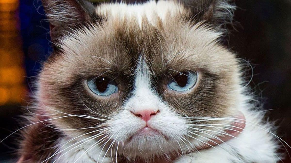 image of grumpy cat